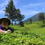 Camellia Sinensis Tanaman Teh Hijau Yang Bermanfaat