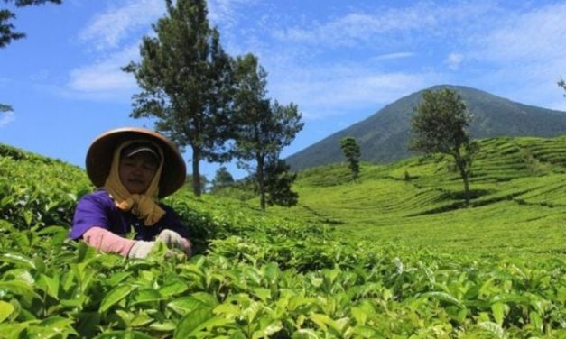 Camellia Sinensis Tanaman Teh Hijau Yang Bermanfaat
