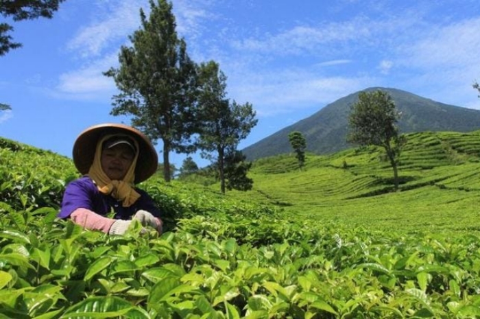 Camellia Sinensis Tanaman Teh Hijau Yang Bermanfaat