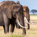 Anggota Tubuh Dari Hewan Gajah Yang Di Buru Pemburu