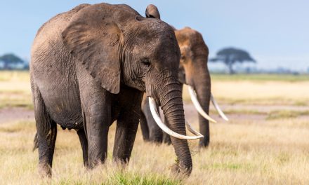 Anggota Tubuh Dari Hewan Gajah Yang Di Buru Pemburu