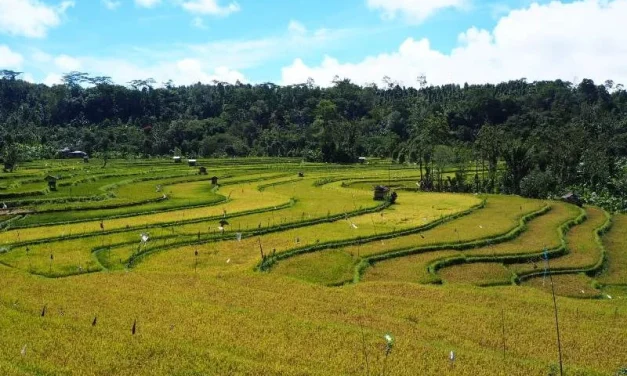 Wilayah Ladang Sawah Atau Area Pertanian