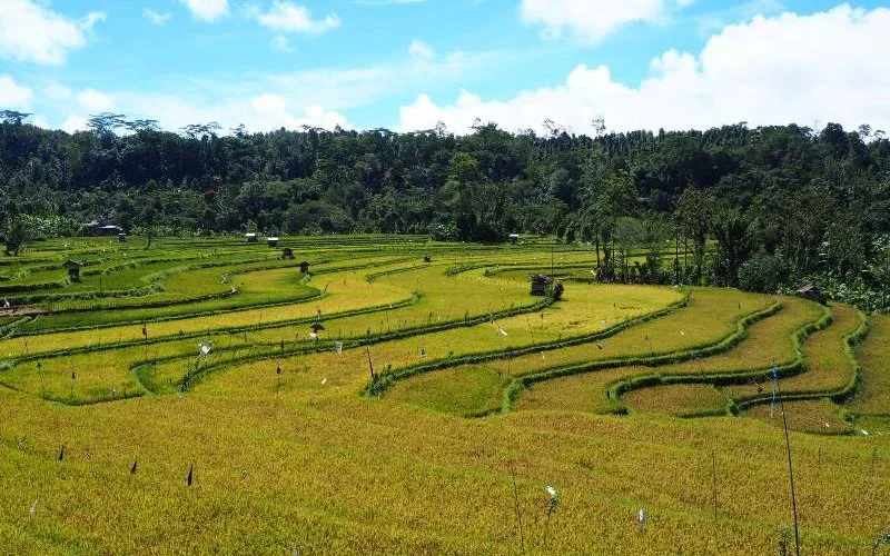 Wilayah Ladang Sawah Atau Area Pertanian