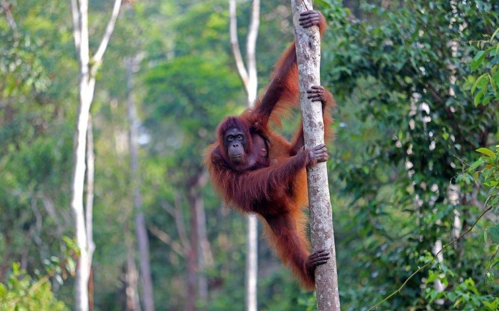 Ekosistem Alami Hutan Yang Menjadi Tempat Hewan Liar
