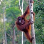 Ekosistem Alami Hutan Yang Menjadi Tempat Hewan Liar