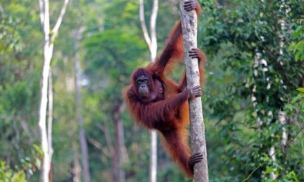 Ekosistem Alami Hutan Yang Menjadi Tempat Hewan Liar