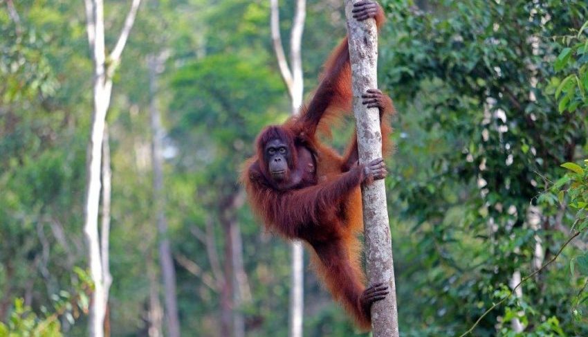 Ekosistem Alami Hutan Yang Menjadi Tempat Hewan Liar