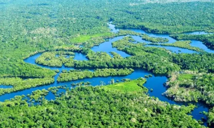 Keberagaman Makhluk Hidup Di Sungai Amazon