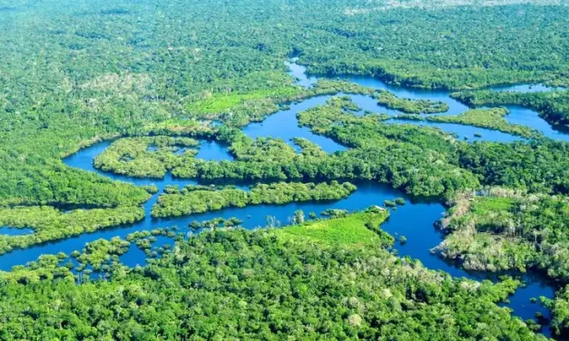 Keberagaman Makhluk Hidup Di Sungai Amazon